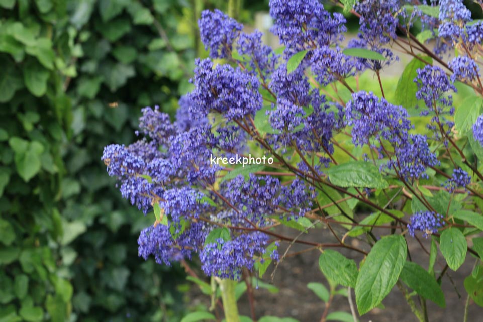 Ceanothus delilianus 'Henri Desfossee'