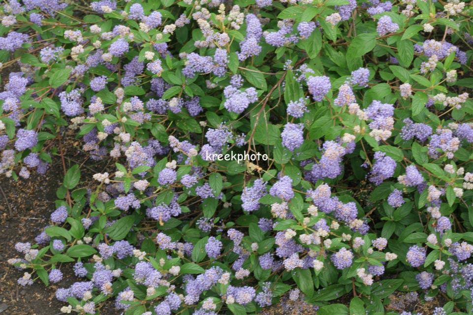 Ceanothus 'Topaze'