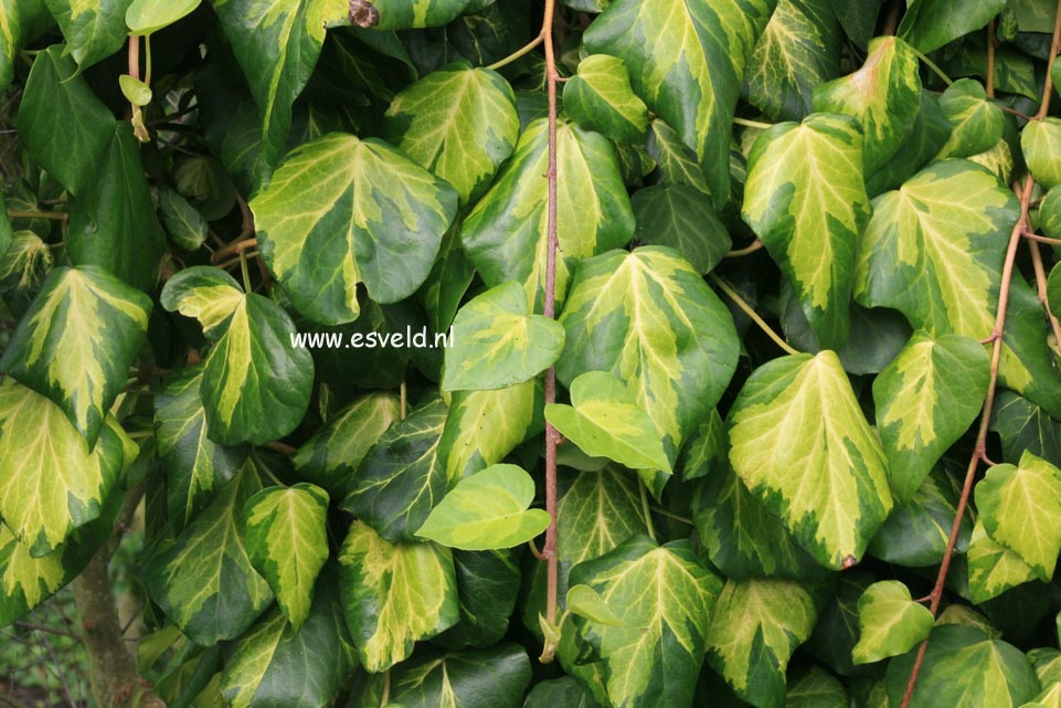 Hedera colchica 'Sulphur Heart'