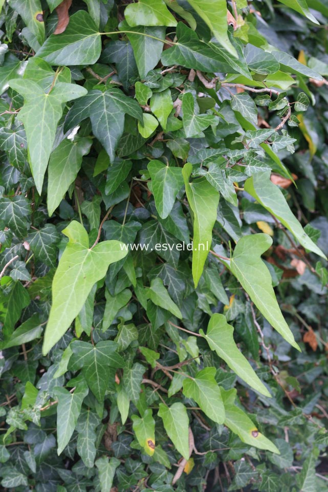 Hedera caucasigena 'Tanja'