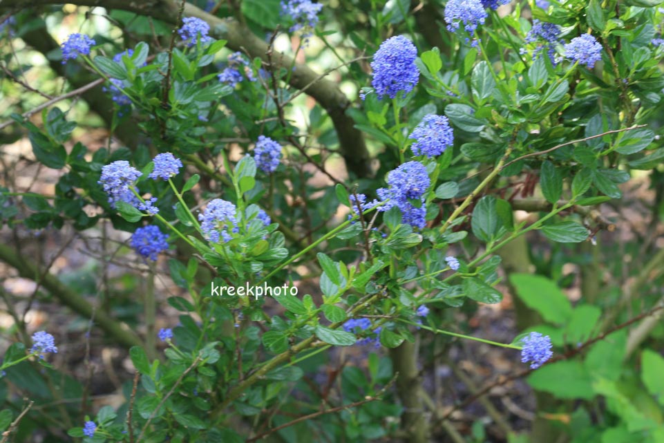 Ceanothus impressus 'Victoria'