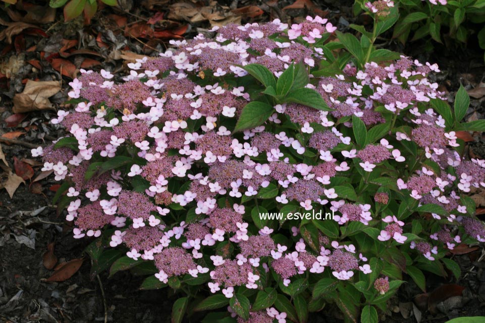 Hydrangea serrata 'Lace Delight'