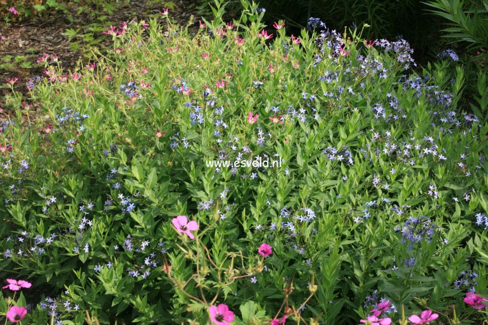 Amsonia orientalis