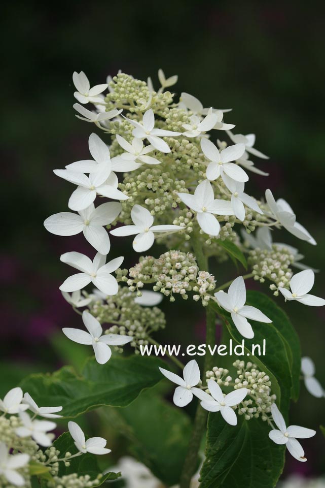 Hydrangea paniculata 'Praecox'