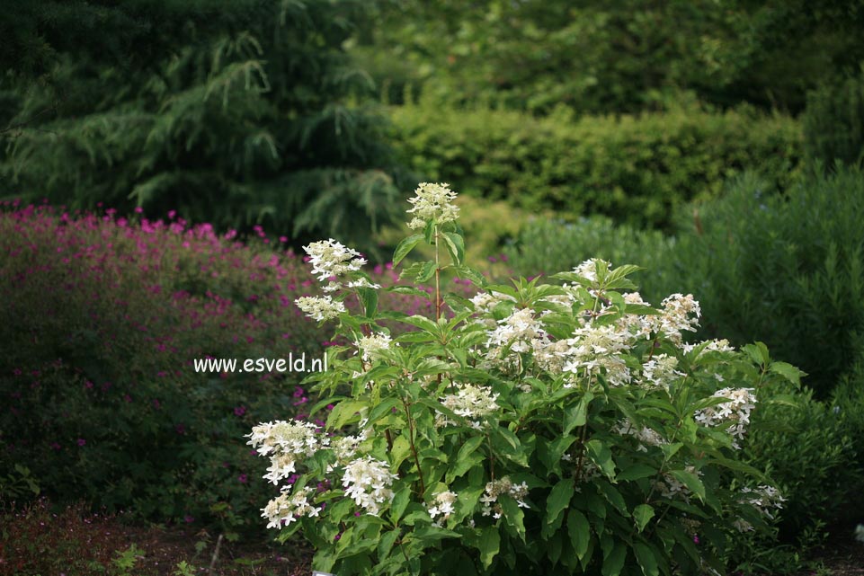 Hydrangea paniculata 'Praecox'