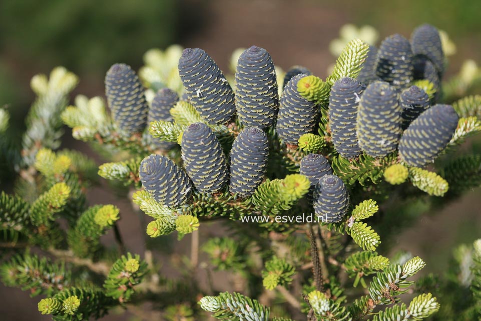 Abies koreana 'Luminetta'