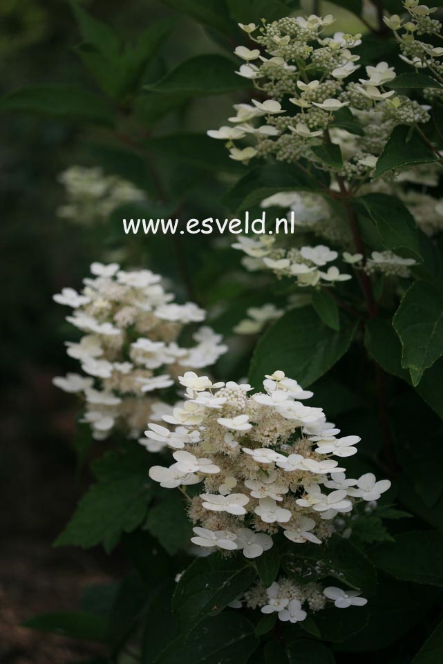 Hydrangea paniculata 'Dharuma'