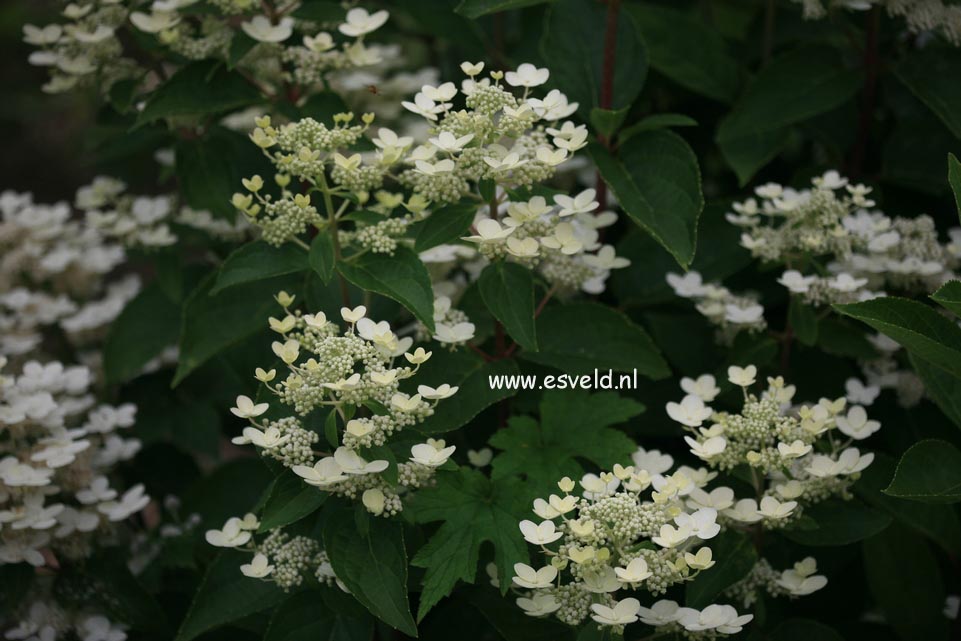 Hydrangea paniculata 'Dharuma'