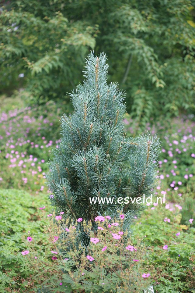 Pinus sylvestris 'Fastigiata'