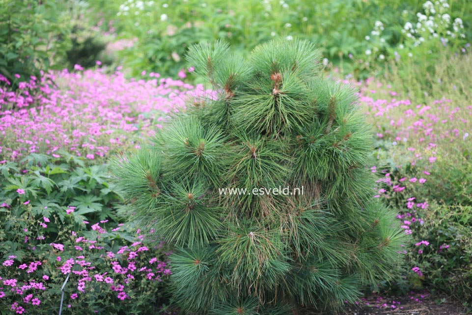 Pinus jeffreyi 'Joppi'