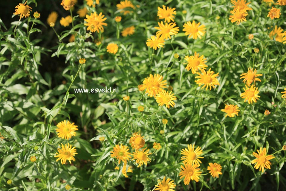 Buphthalmum salicifolium