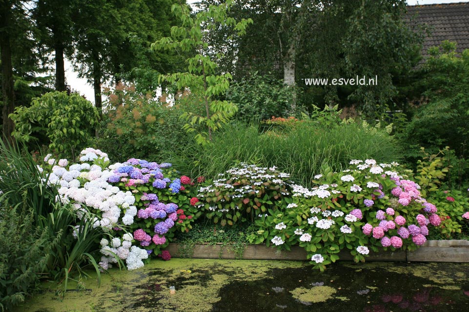 Hydrangea macrophylla