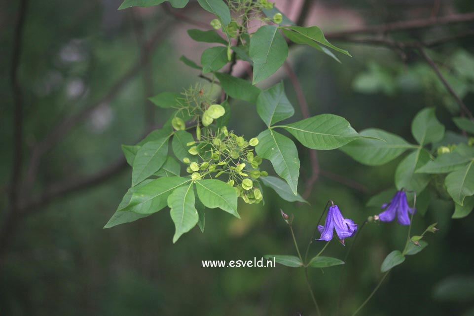 Ptelea trifoliata 'Aurea'