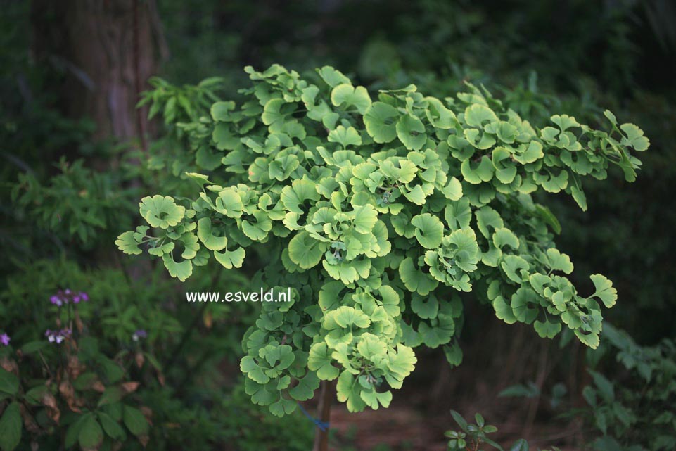 Ginkgo biloba 'Mariken'