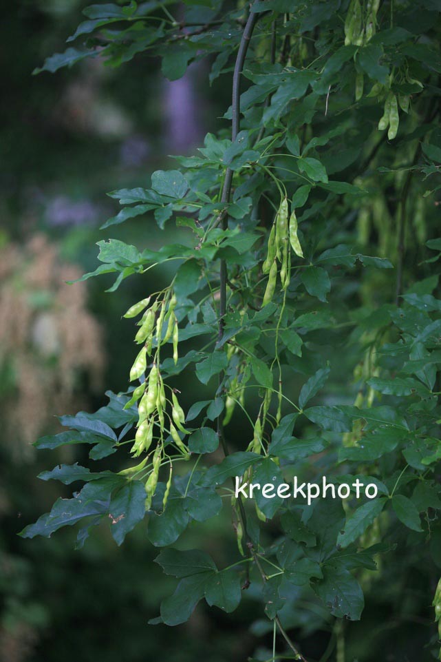 Caragana arborescens 'Pendula'