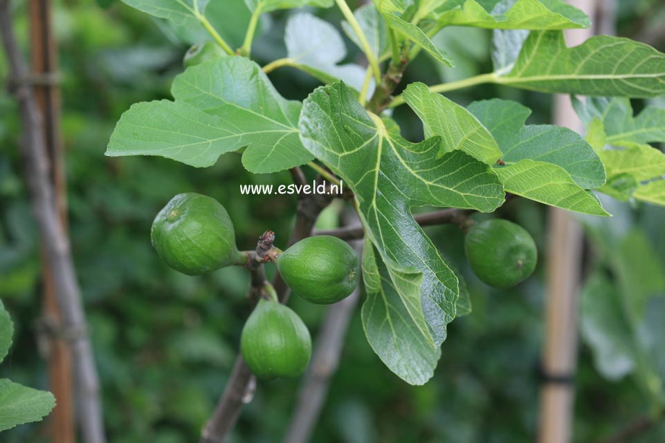 Ficus carica