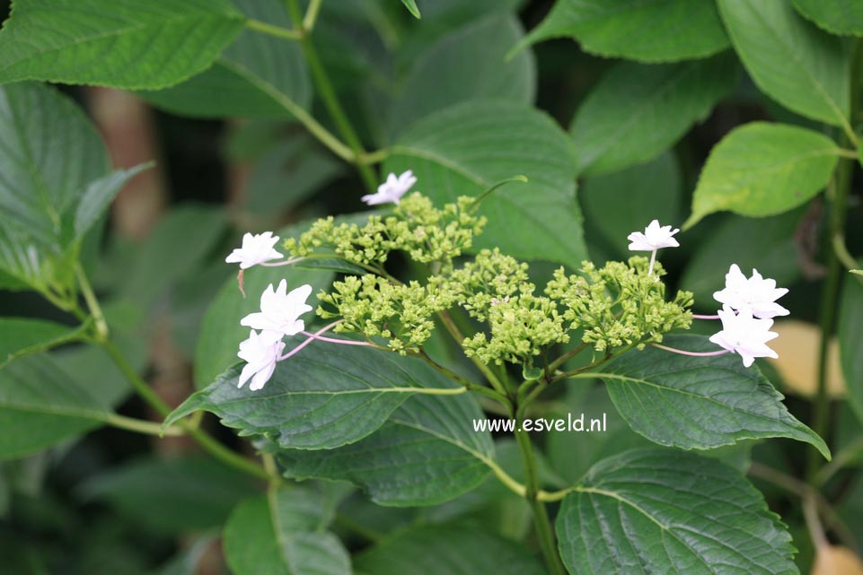 Hydrangea macrophylla 'Hanabi' (FIREWORKS)