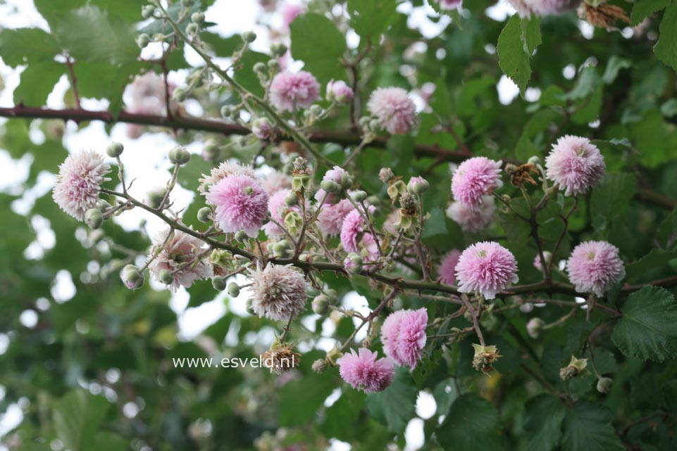 Rubus ulmifolius 'Bellidiflorus'