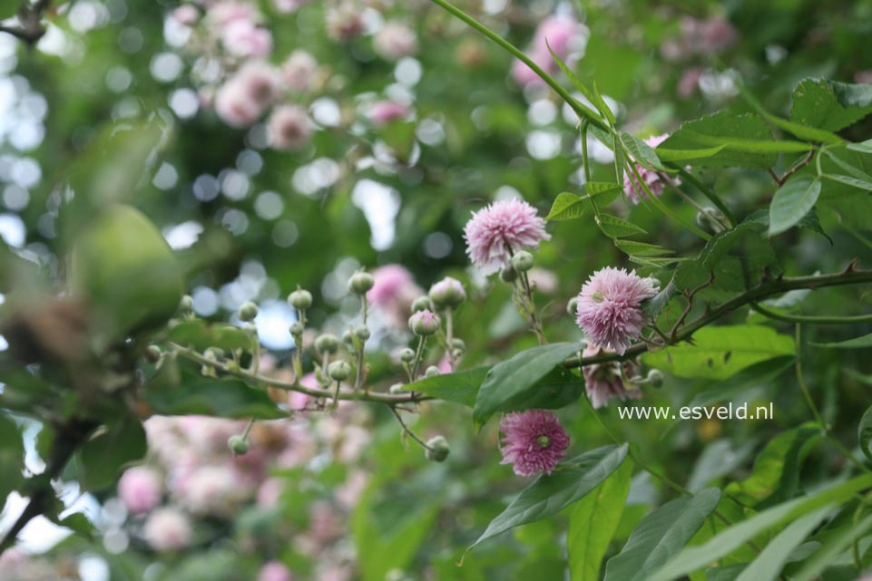 Rubus ulmifolius 'Bellidiflorus'