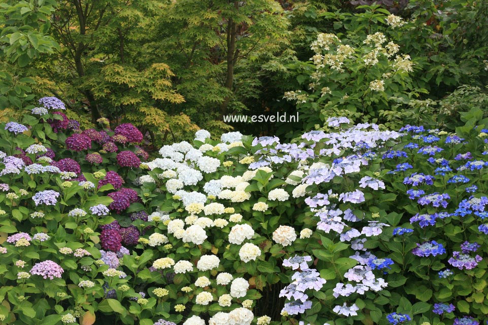 Hydrangea macrophylla