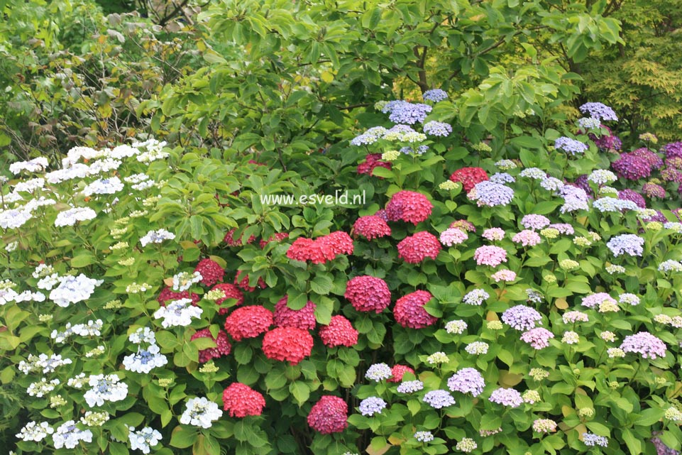 Hydrangea macrophylla