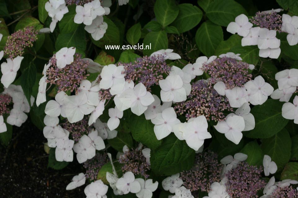 Hydrangea macrophylla 'Mariesii Grandiflora'