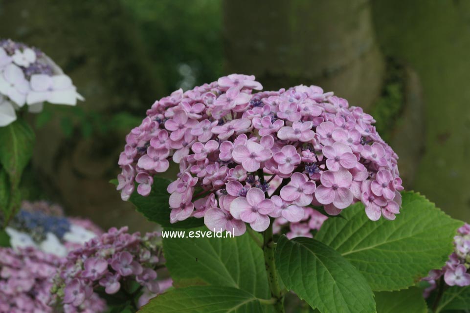 Hydrangea macrophylla 'Ayesha'