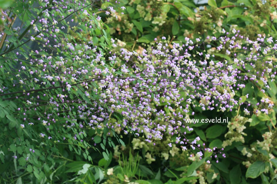 Thalictrum delavayi