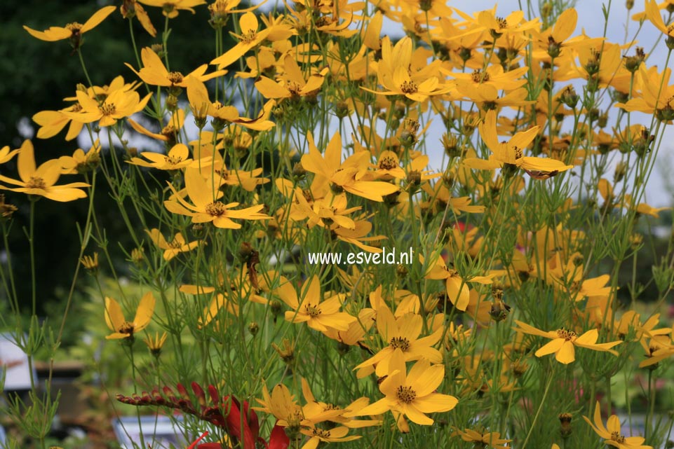 Coreopsis verticillata 'Zagreb'