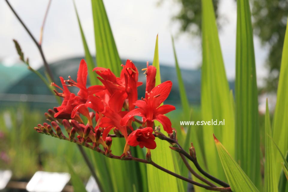 Crocosmia 'Lucifer'