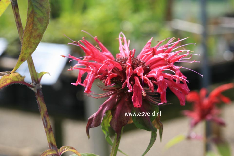 Monarda 'Croftway Pink'