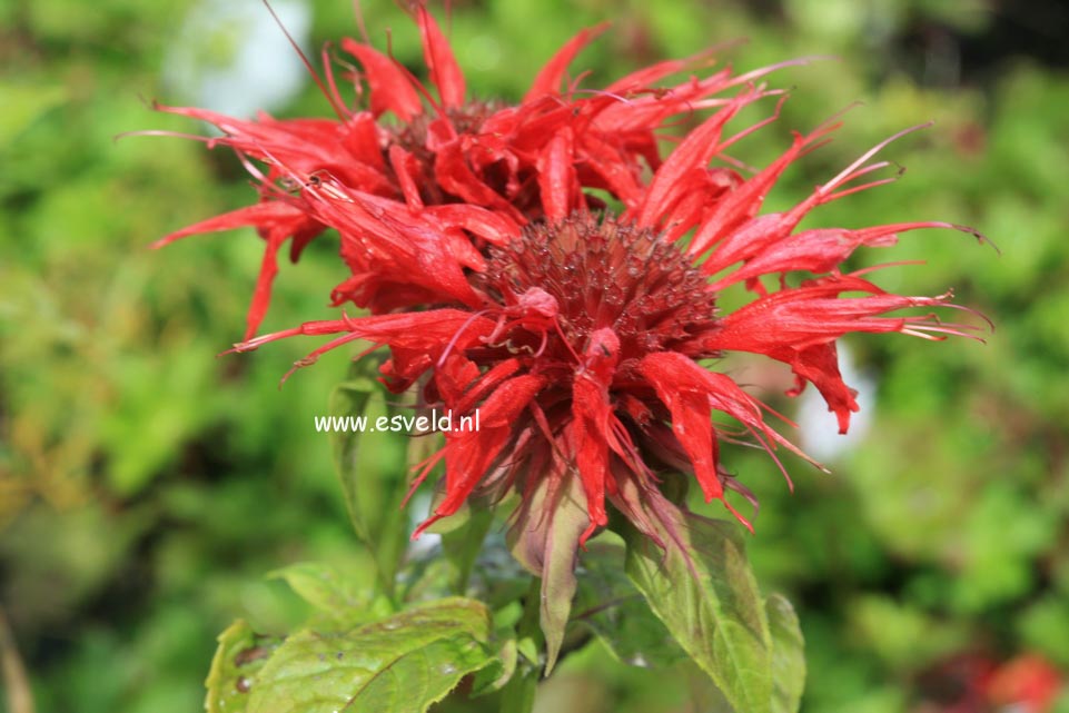 Monarda 'Cambridge Scarlet'