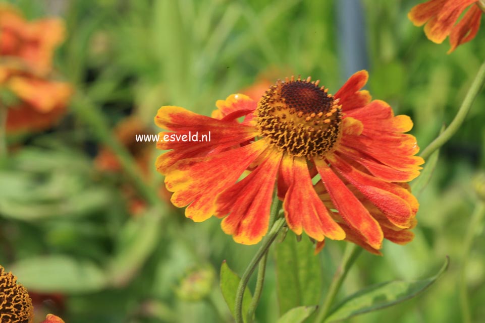 Helenium 'Waltraut'