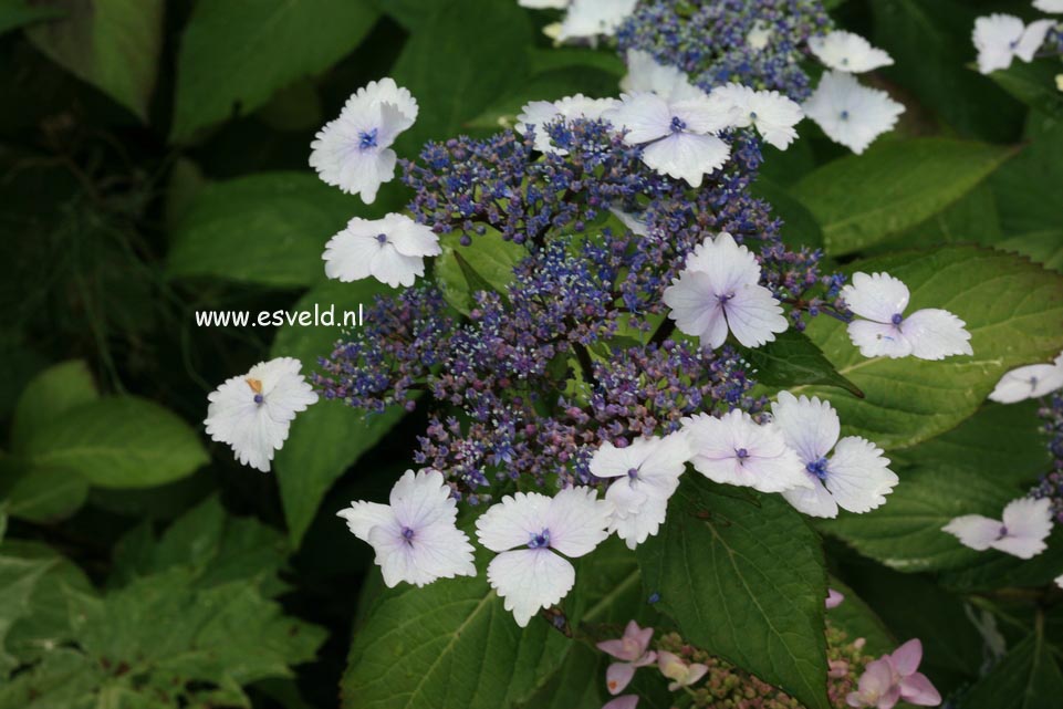 Hydrangea macrophylla 'Nadeshiko'