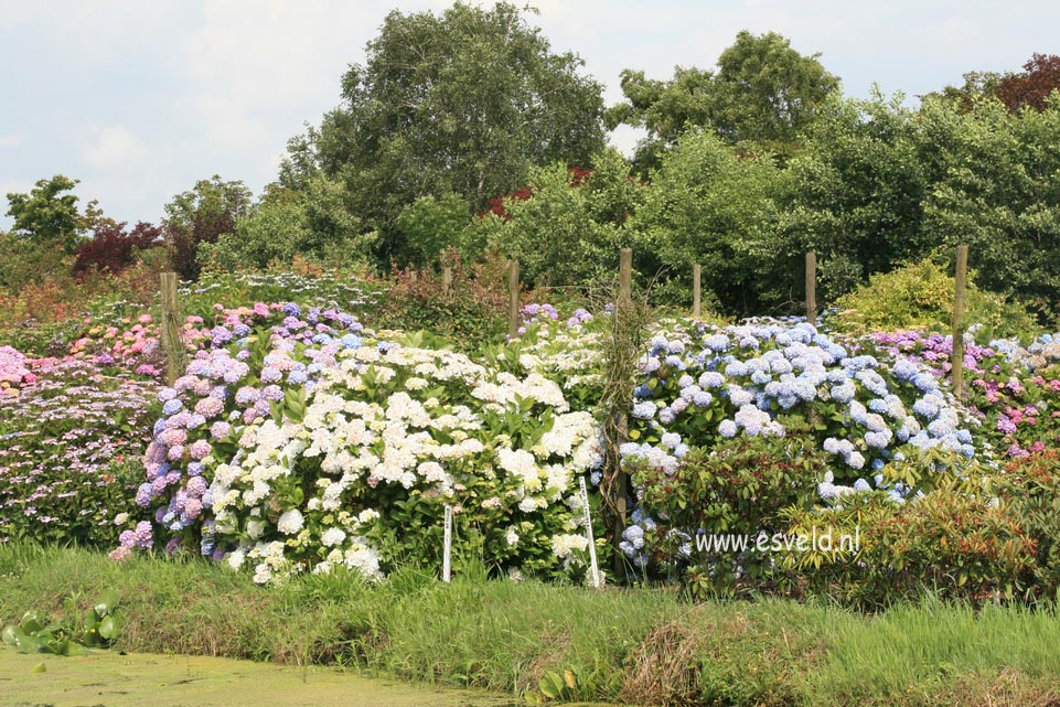 Hydrangea macrophylla