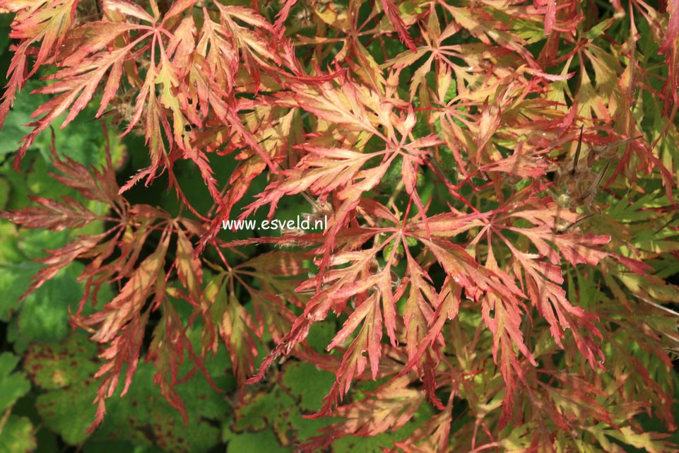 Acer palmatum 'Berrima Bridge'