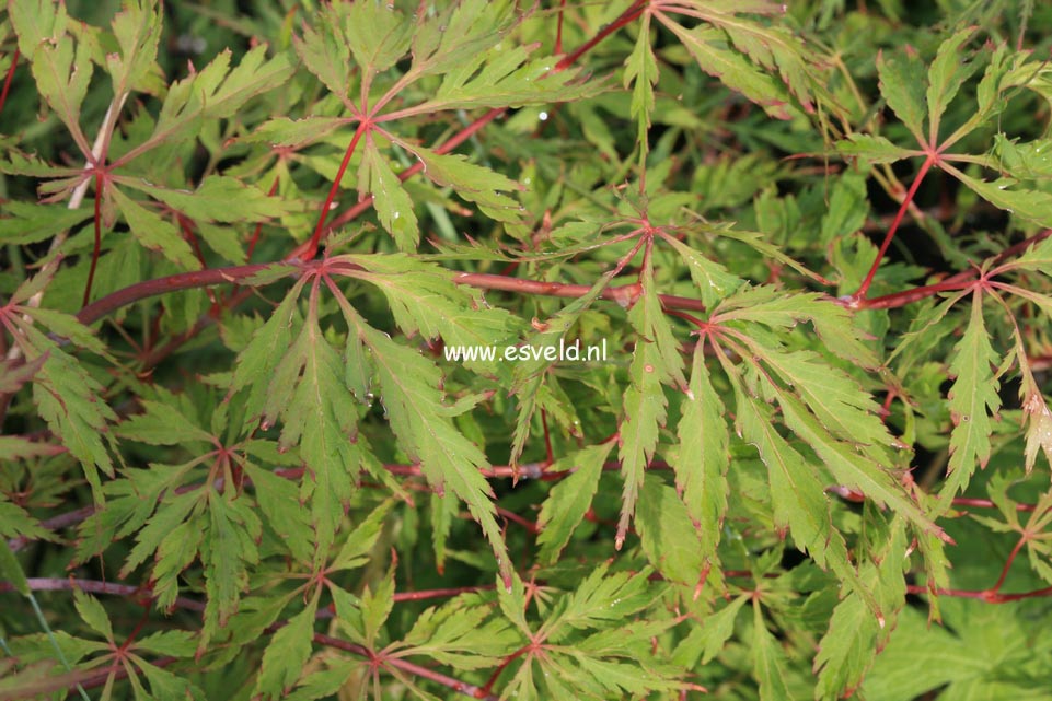 Acer palmatum 'Kyogu shidare'