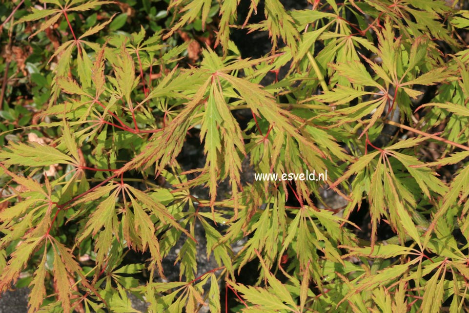 Acer palmatum 'Spring Delight'