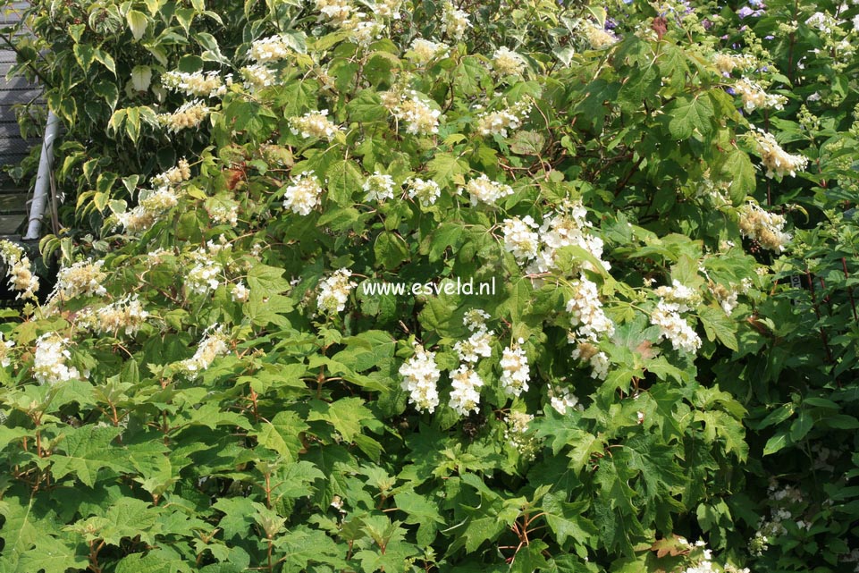 Hydrangea quercifolia