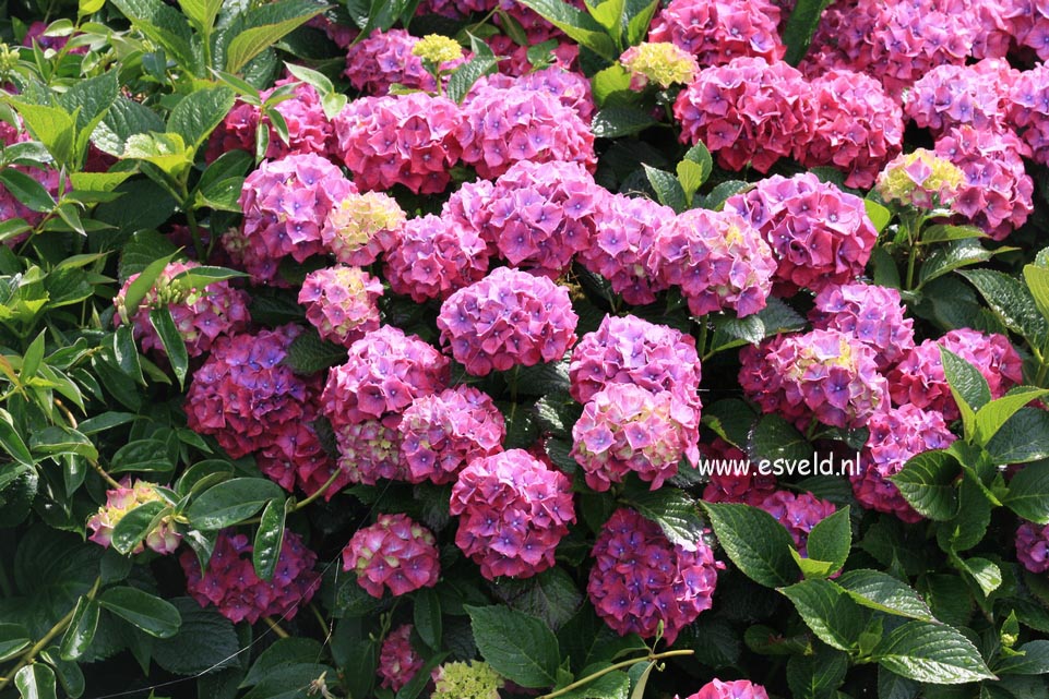 Hydrangea macrophylla 'Draps Wonder'