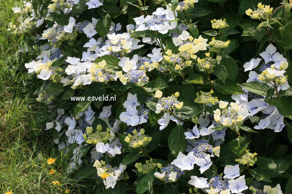 Hydrangea macrophylla 'Green Tonic'