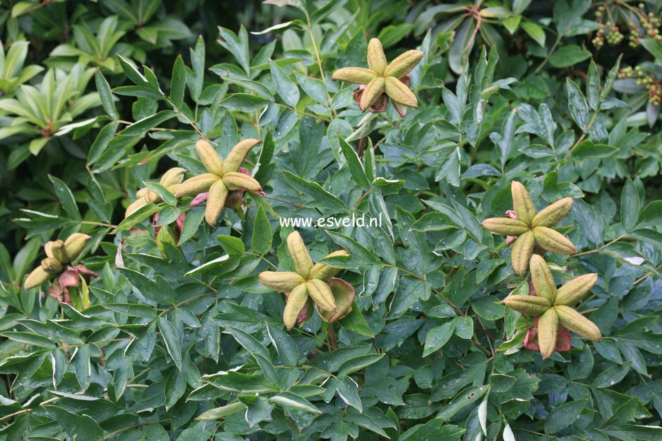 Paeonia rockii
