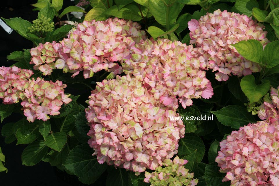 Hydrangea macrophylla 'Fantasia' (FOREVER & EVER)