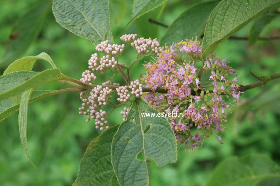 Callicarpa cathayana