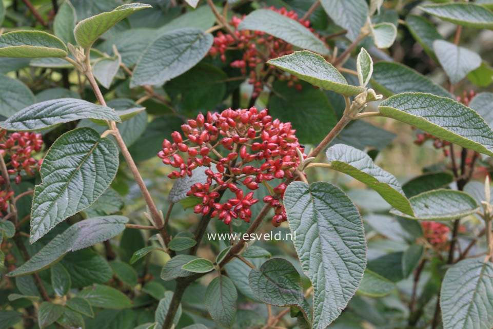 Viburnum lantana 'Mohican'