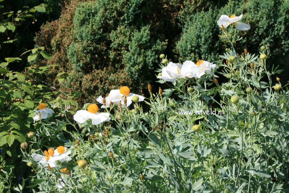 Romneya coulteri