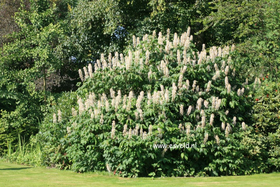 Aesculus parviflora