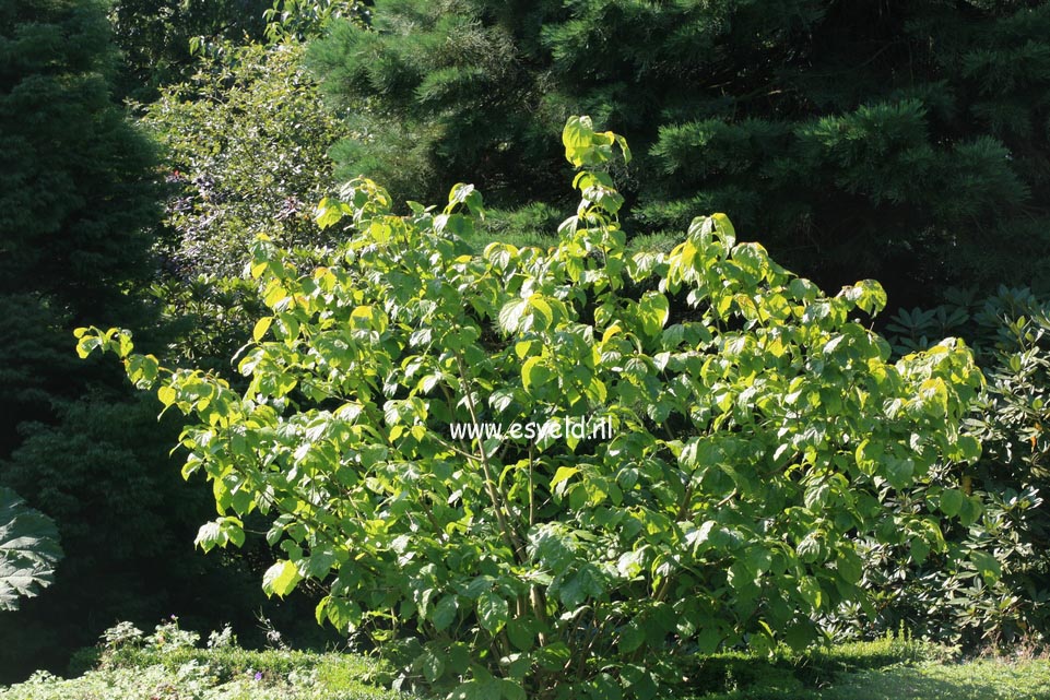 Calycanthus chinensis