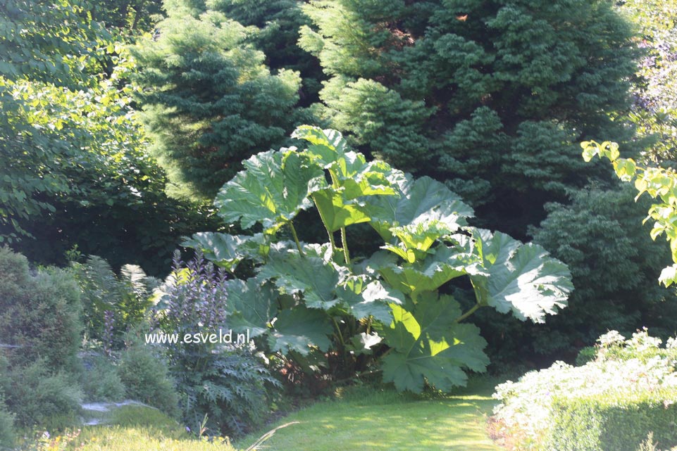 Gunnera manicata