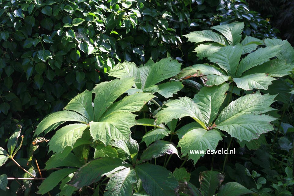 Rodgersia pinnata